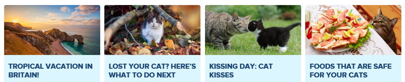 kitty bingo community hub screenshot